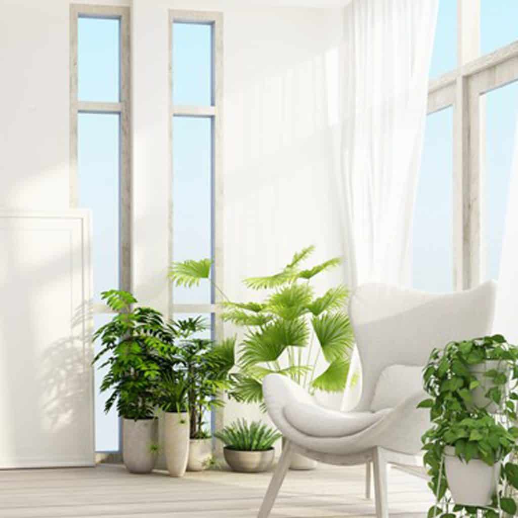 pièce ensoleillée avec des plantes et des meubles